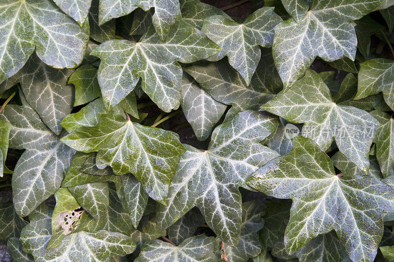 常春藤叶(Hedera helix)